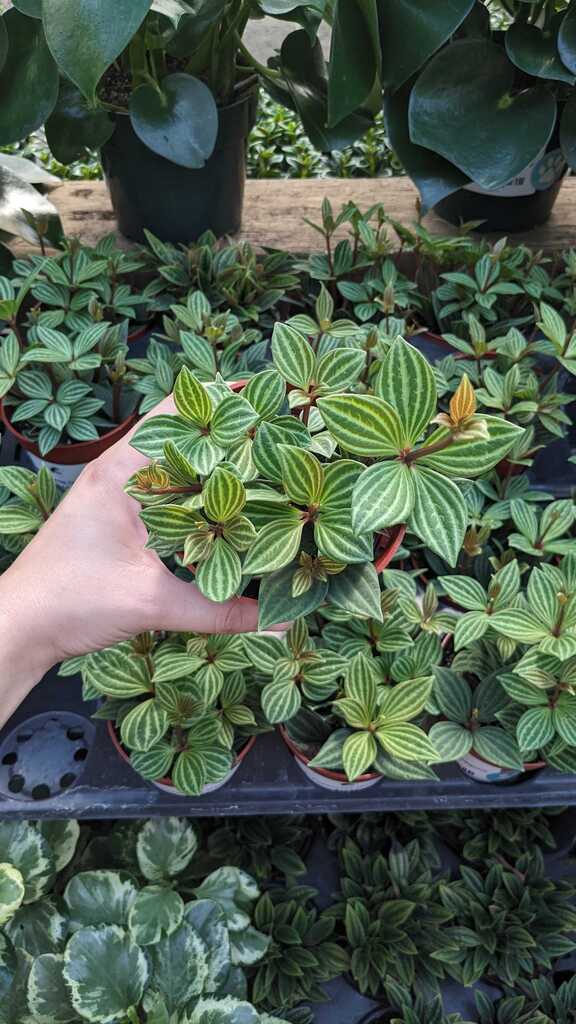 Peperomia Tetragona