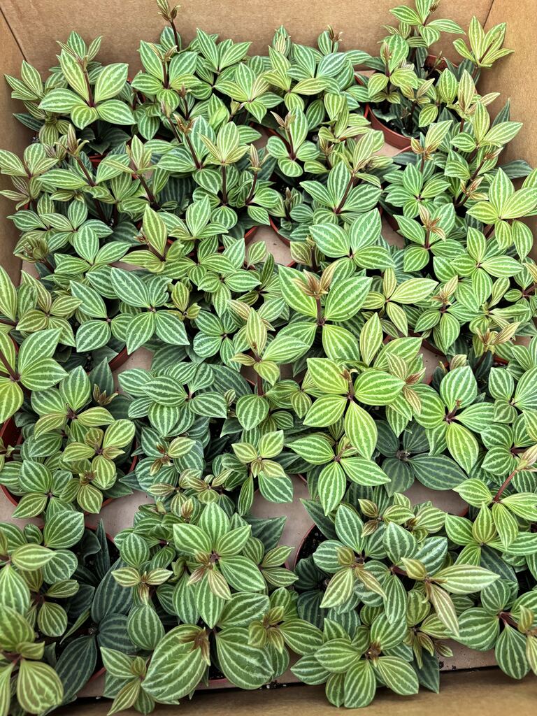 Peperomia Tetragona