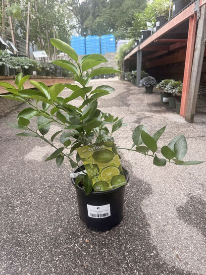Persian Lime