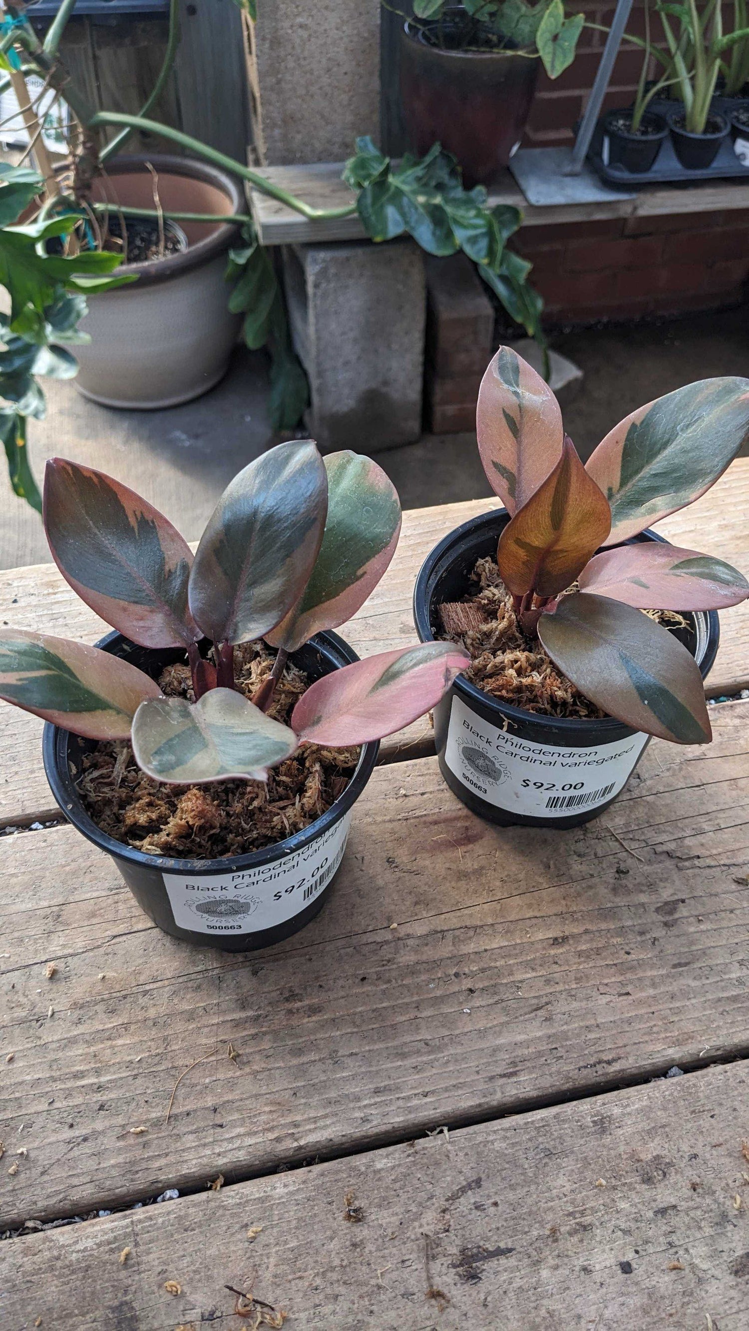 4" Philodendron Black Cardinal Variegated