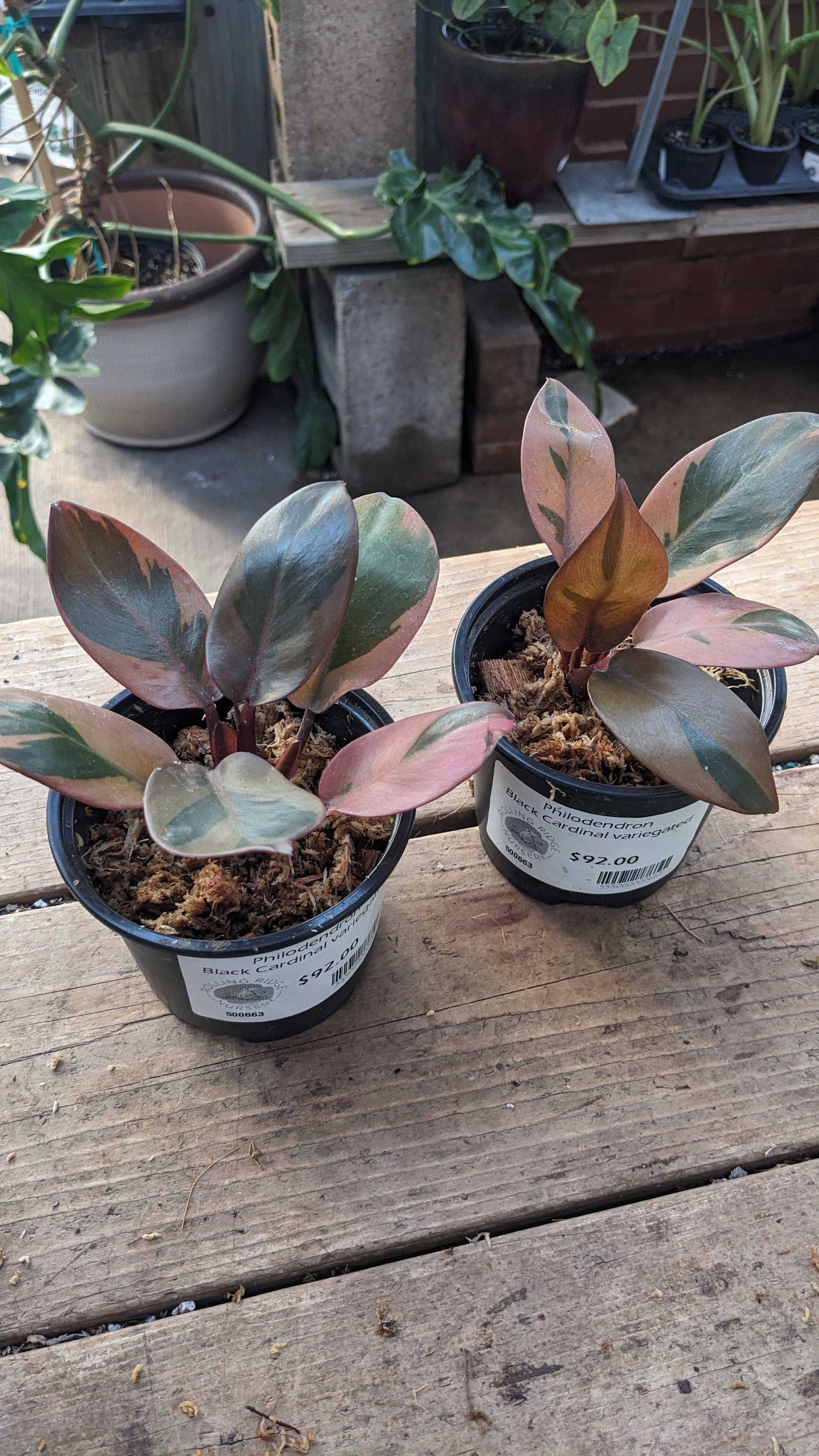 4" Philodendron Black Cardinal Variegated