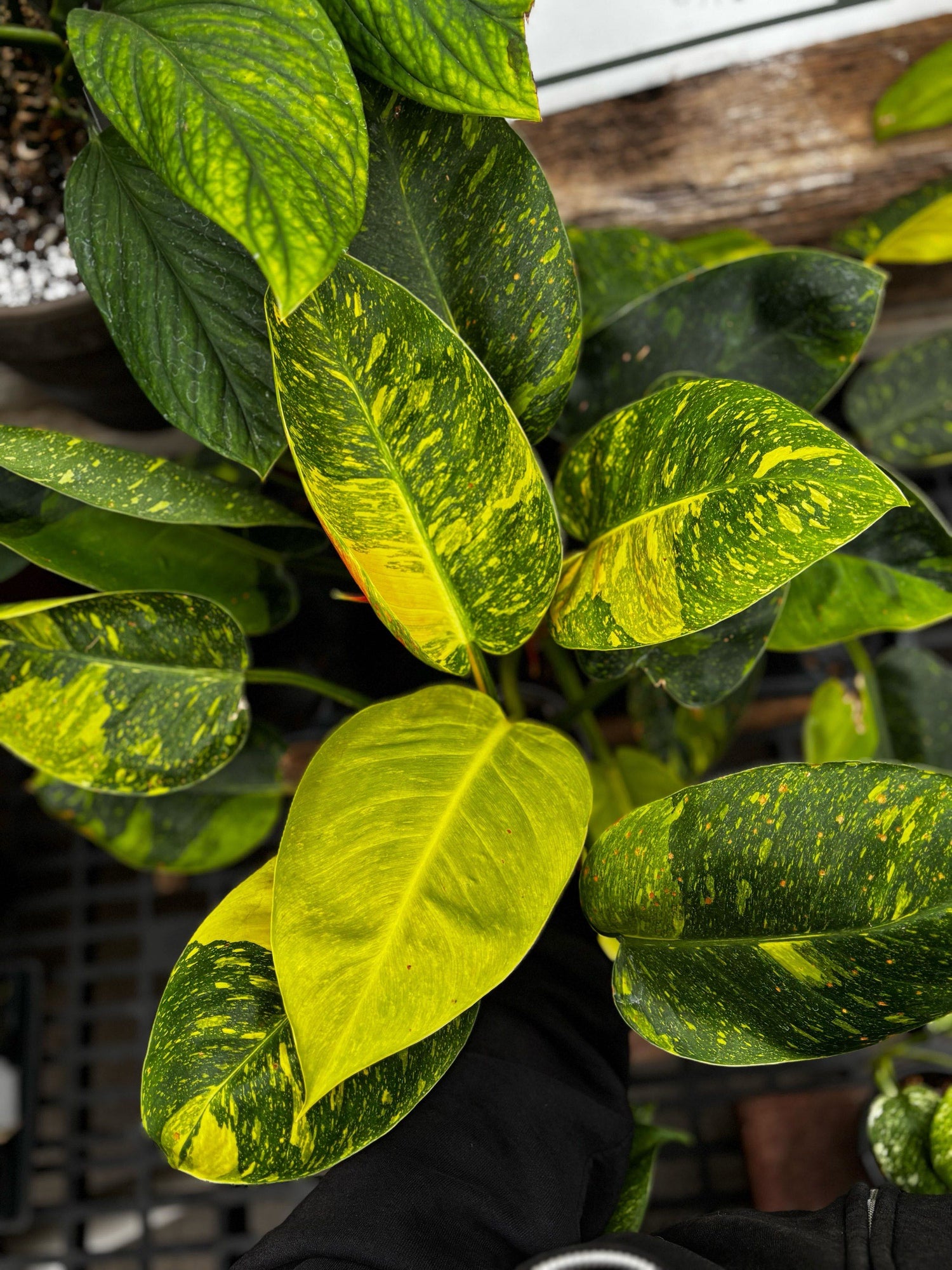 4" Philodendron Congo Nuclear in Pot