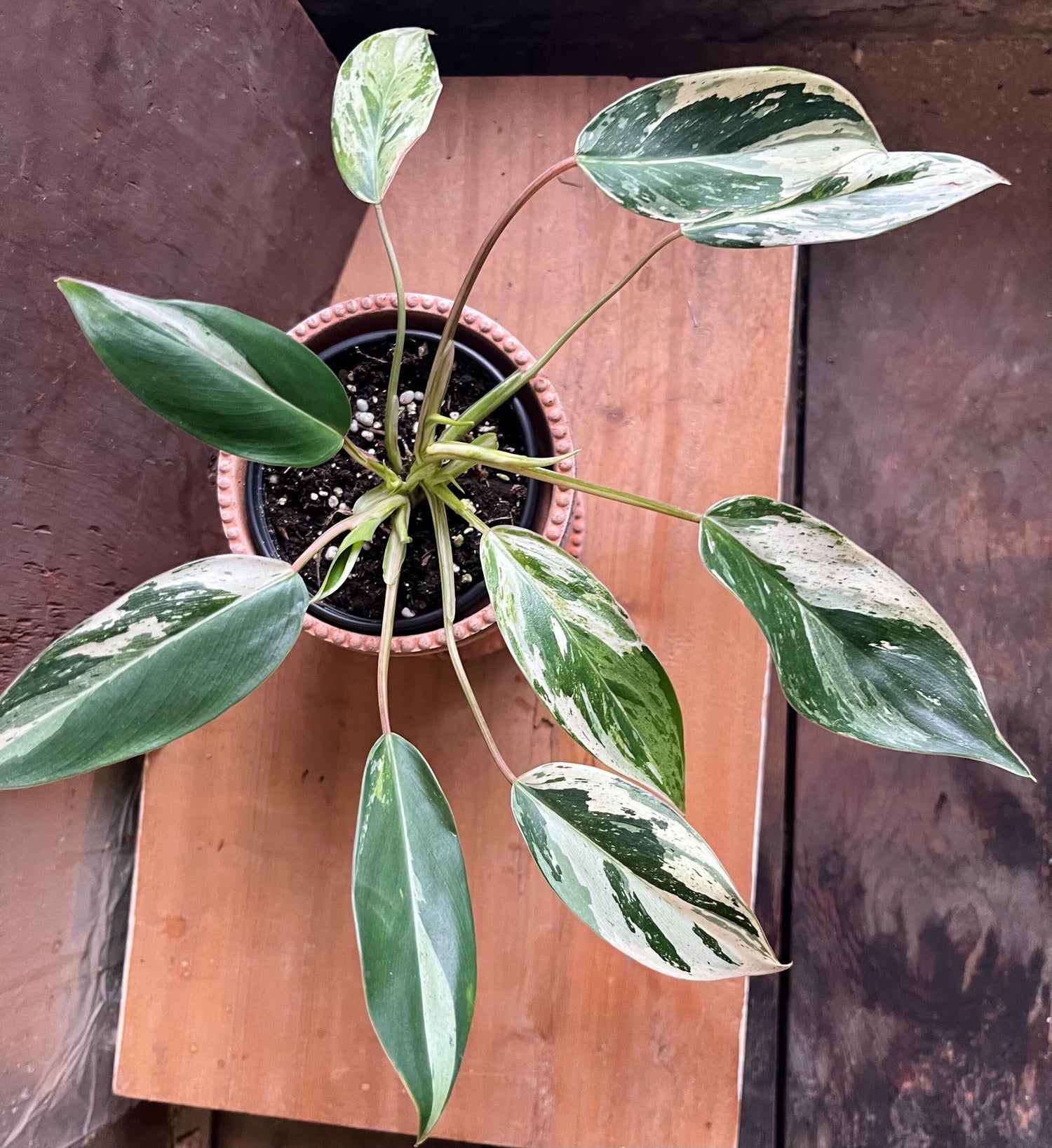 4" Philodendron Emerald King