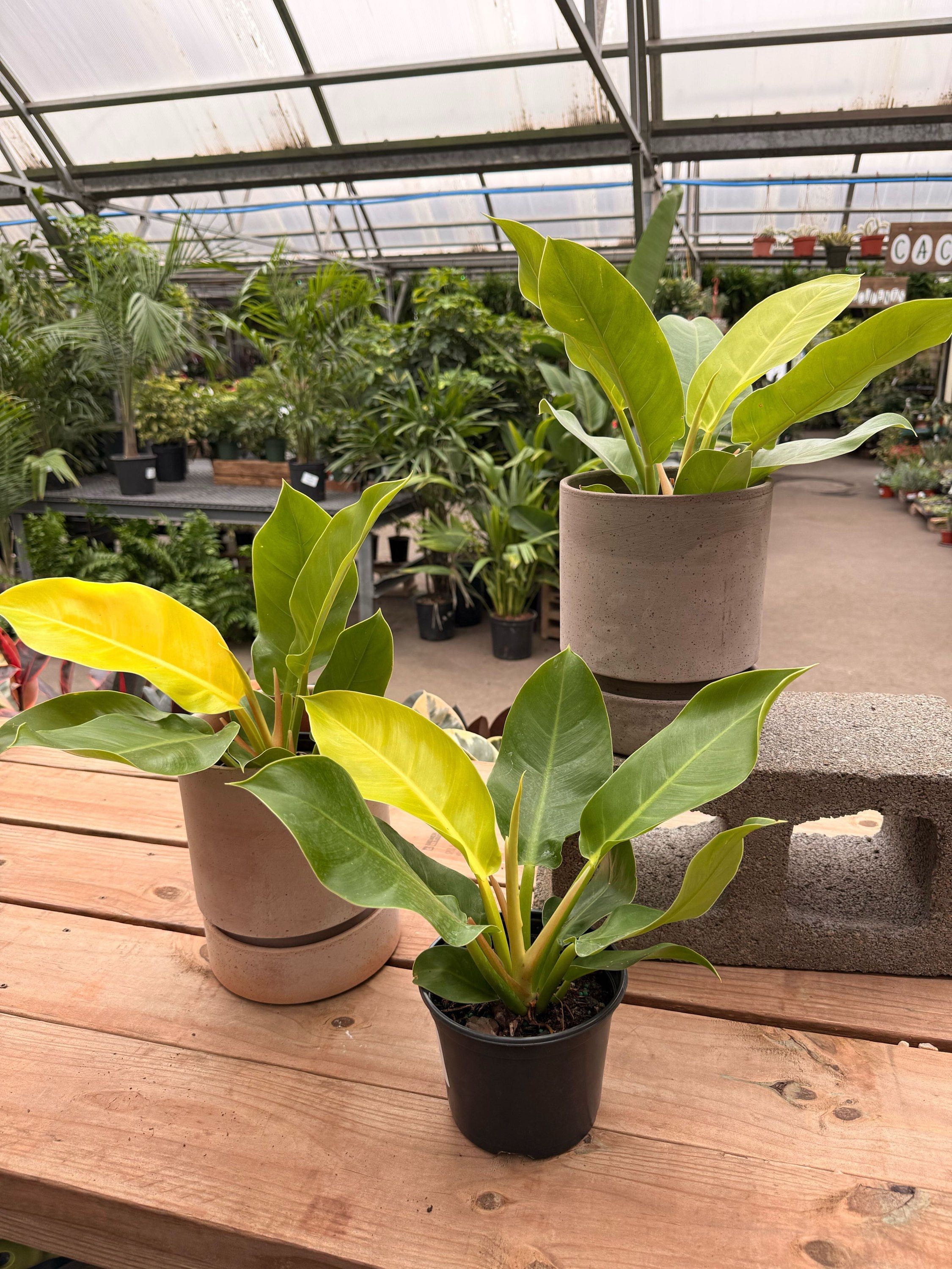 Morning Dew Philodendron Moonlight - Thumbnail 2