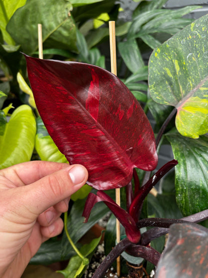 6" Philodendron Orange Princess