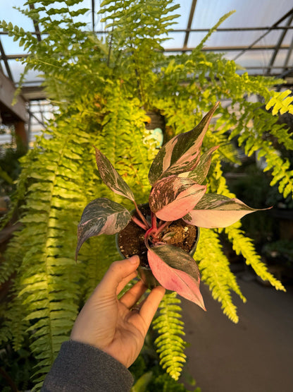 6" Philodendron Pink Princess plant photo