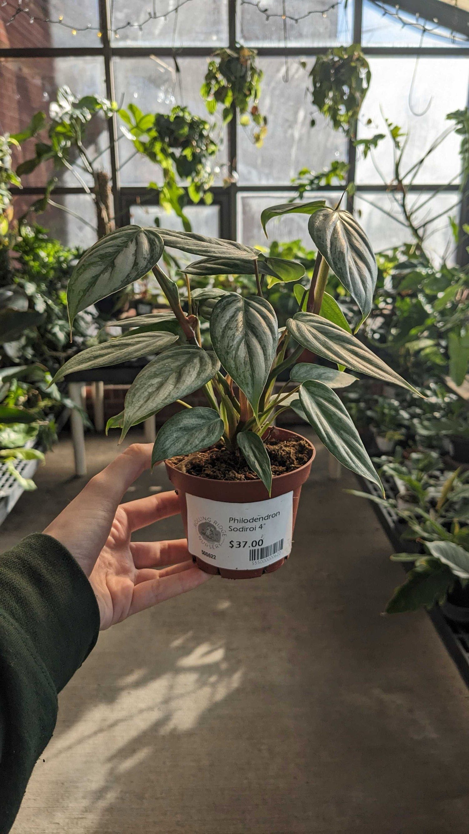 4" Philodendron Sodiroi