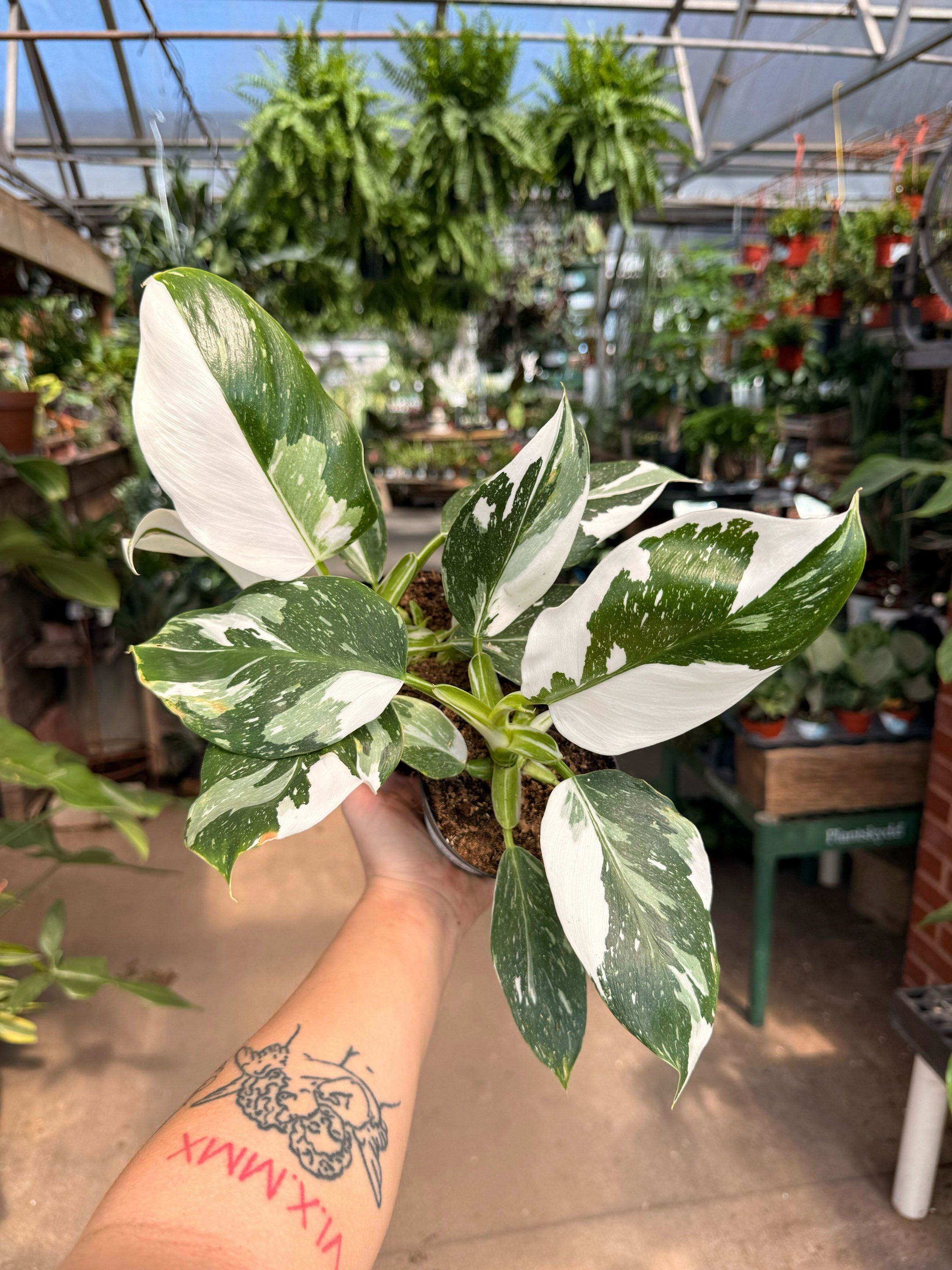 4" Philodendron White Wizard