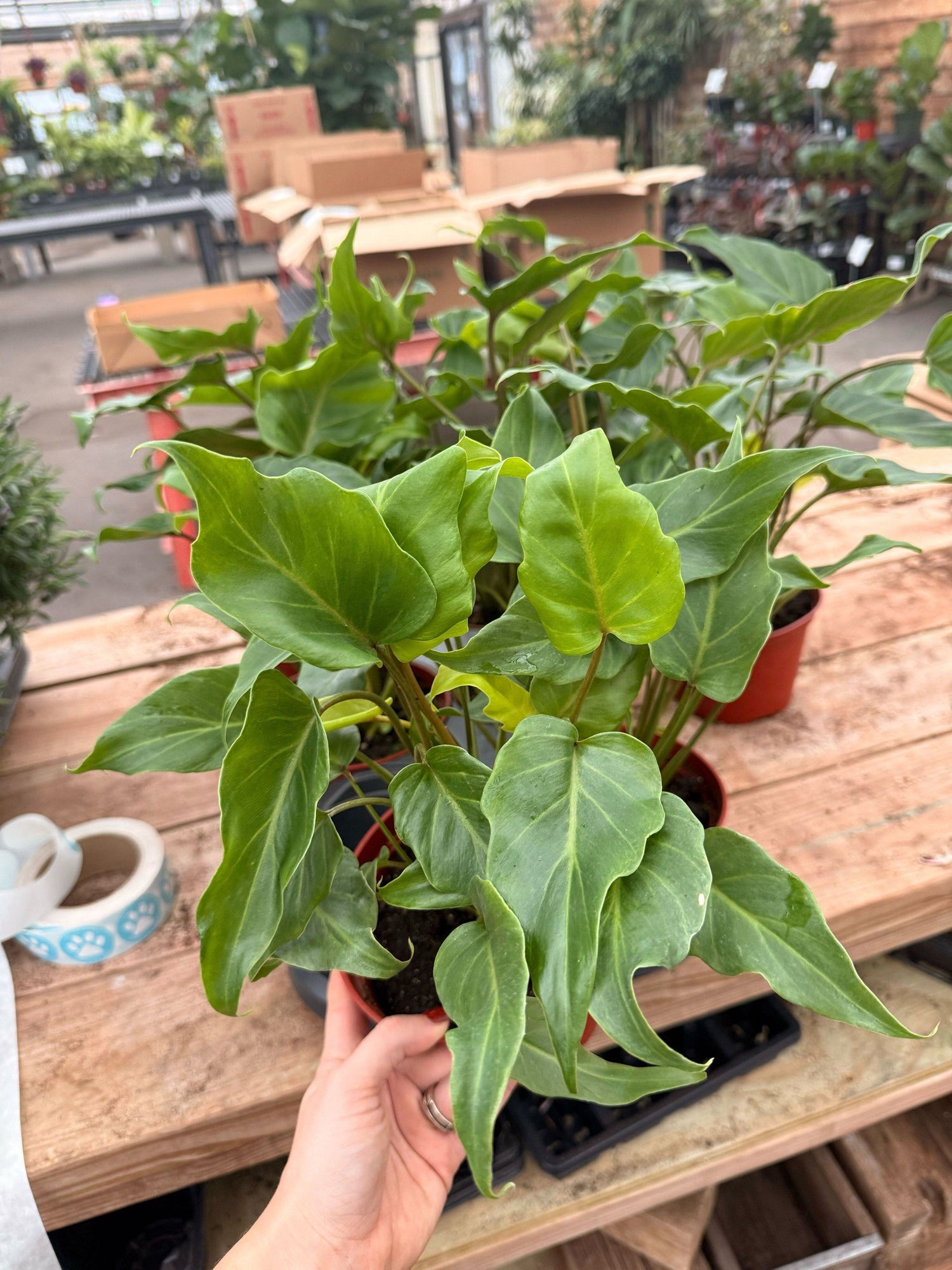 6" Philodendron Xanadu