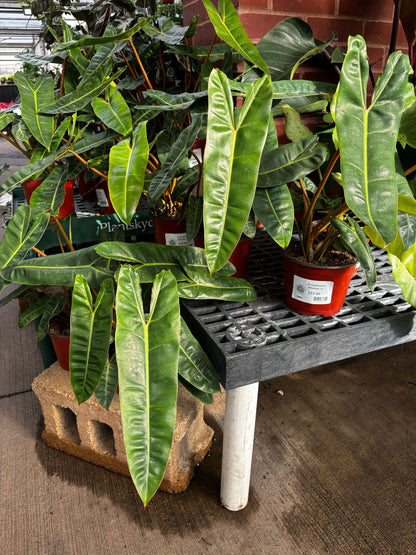 14" Philodendron Billietiae plant photo