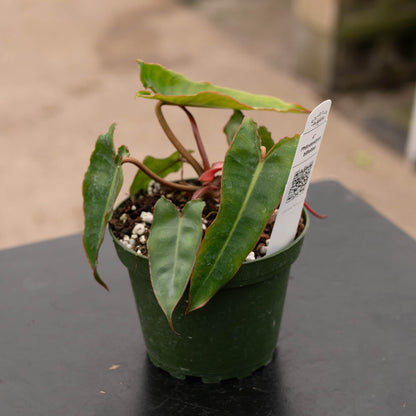 4" Philodendron Billietae plant photo