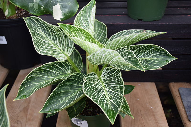 Philodendron Birkin