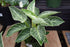 Philodendron Birkin