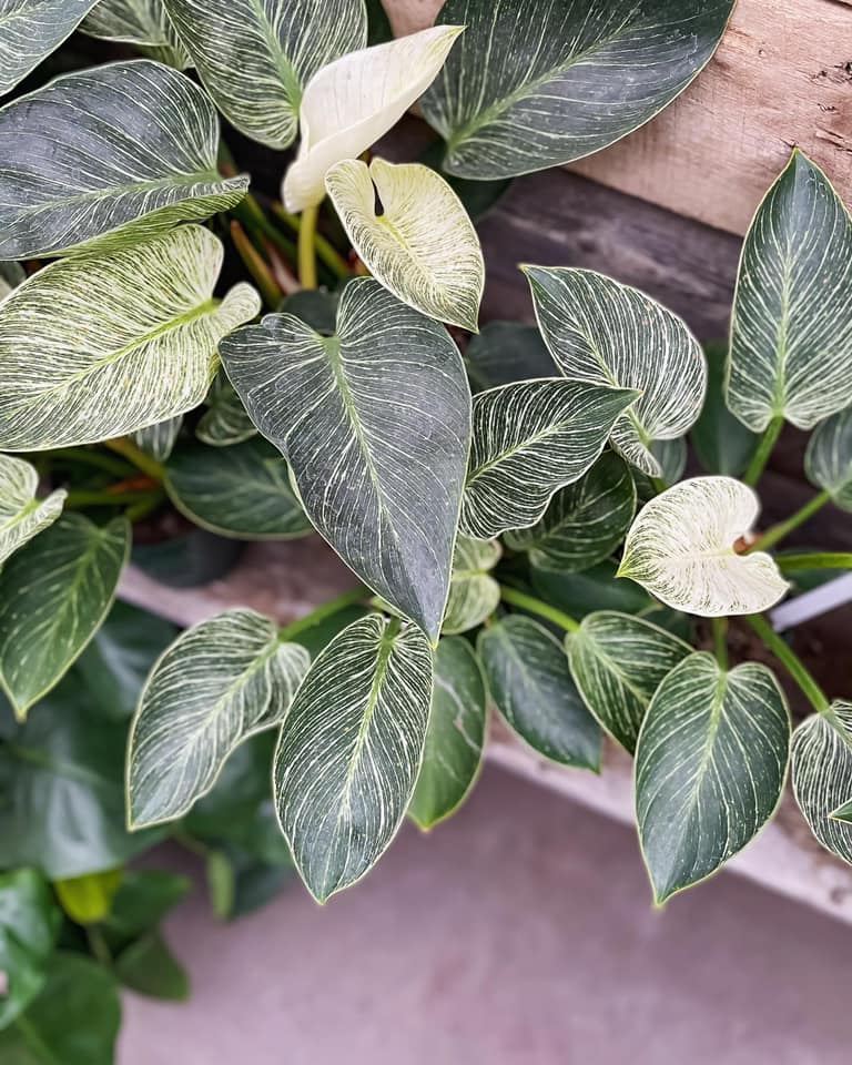 Philodendron Birkin