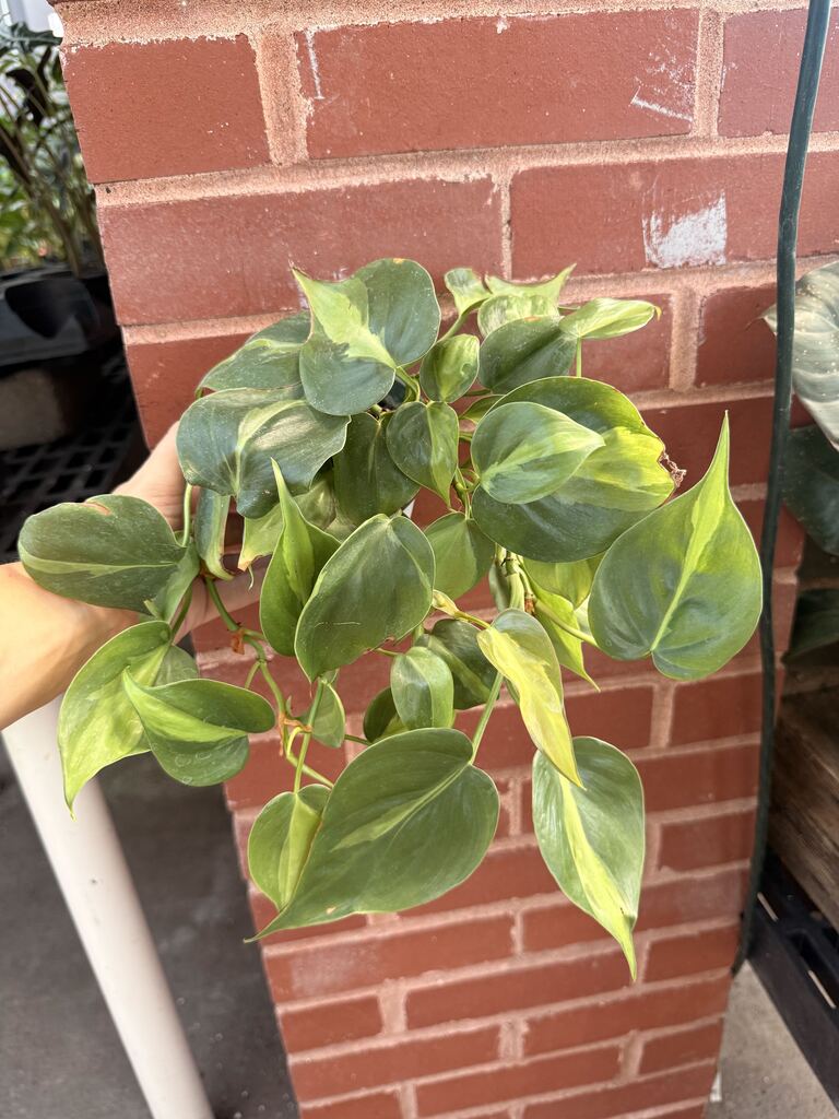 Philodendron Brasil