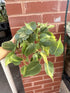Philodendron Brasil