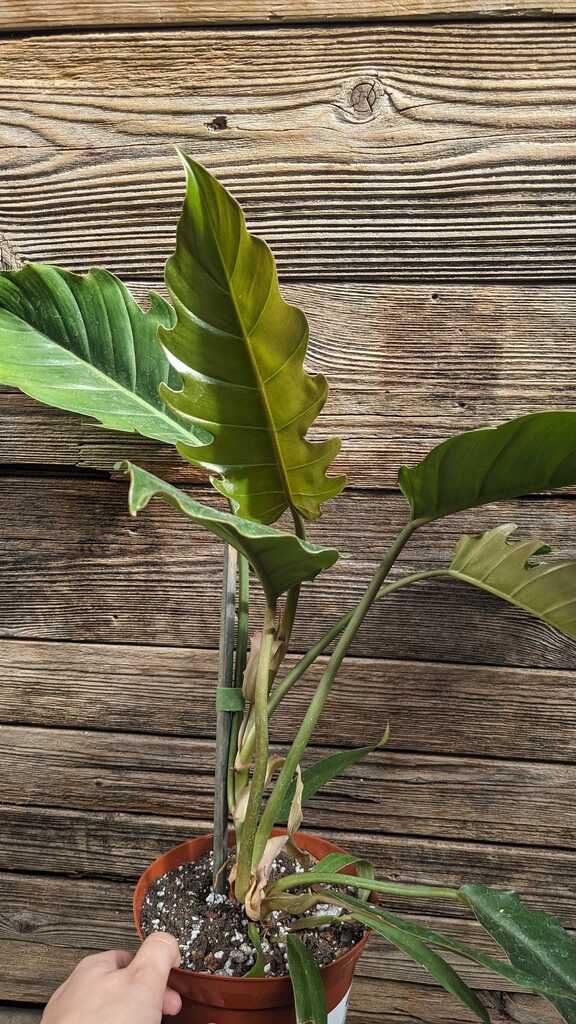 Philodendron Chocolate Empress