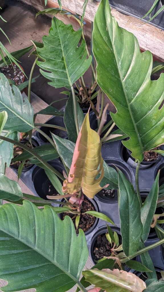 Philodendron Chocolate Empress
