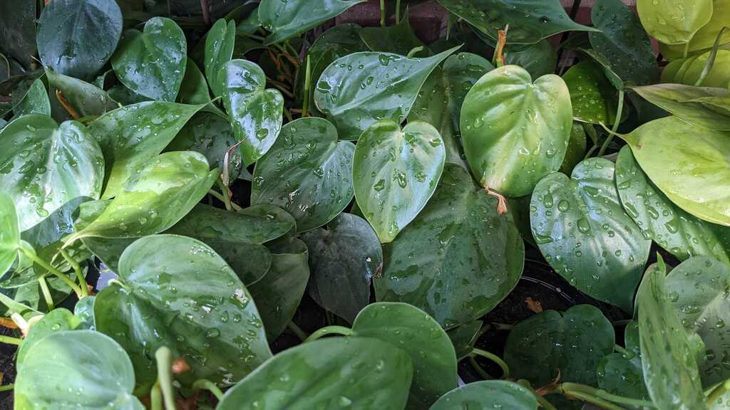 Philodendron Cordatum