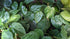 Philodendron Cordatum