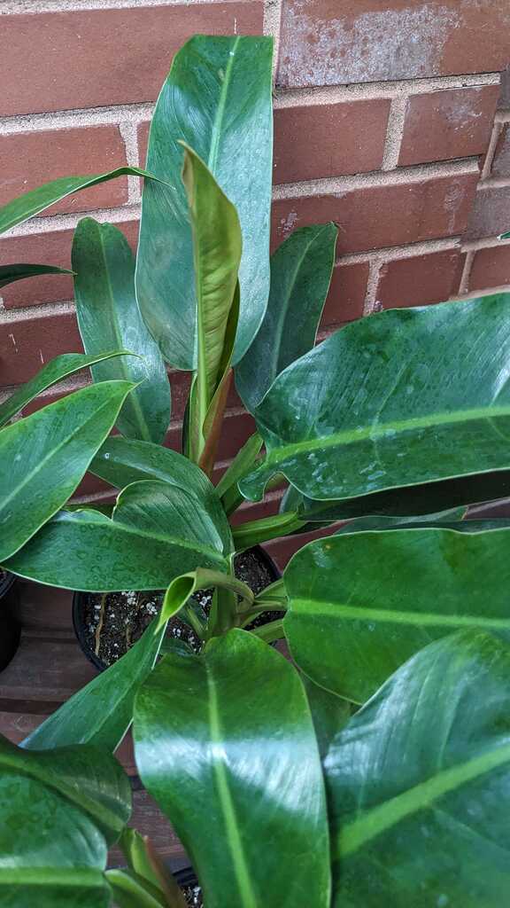Philodendron Elegans
