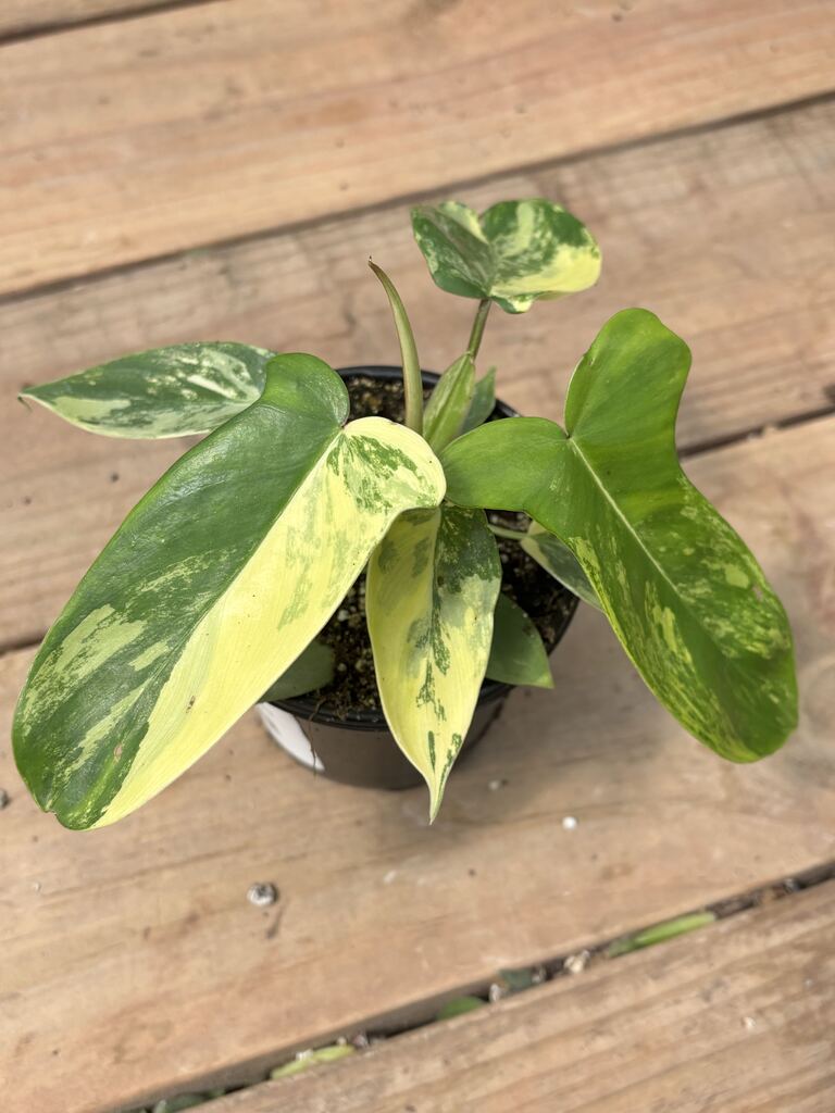 Philodendron Florida Beauty Variegated
