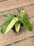 Philodendron Florida Beauty Variegated