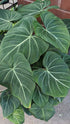 Philodendron Gloriosum