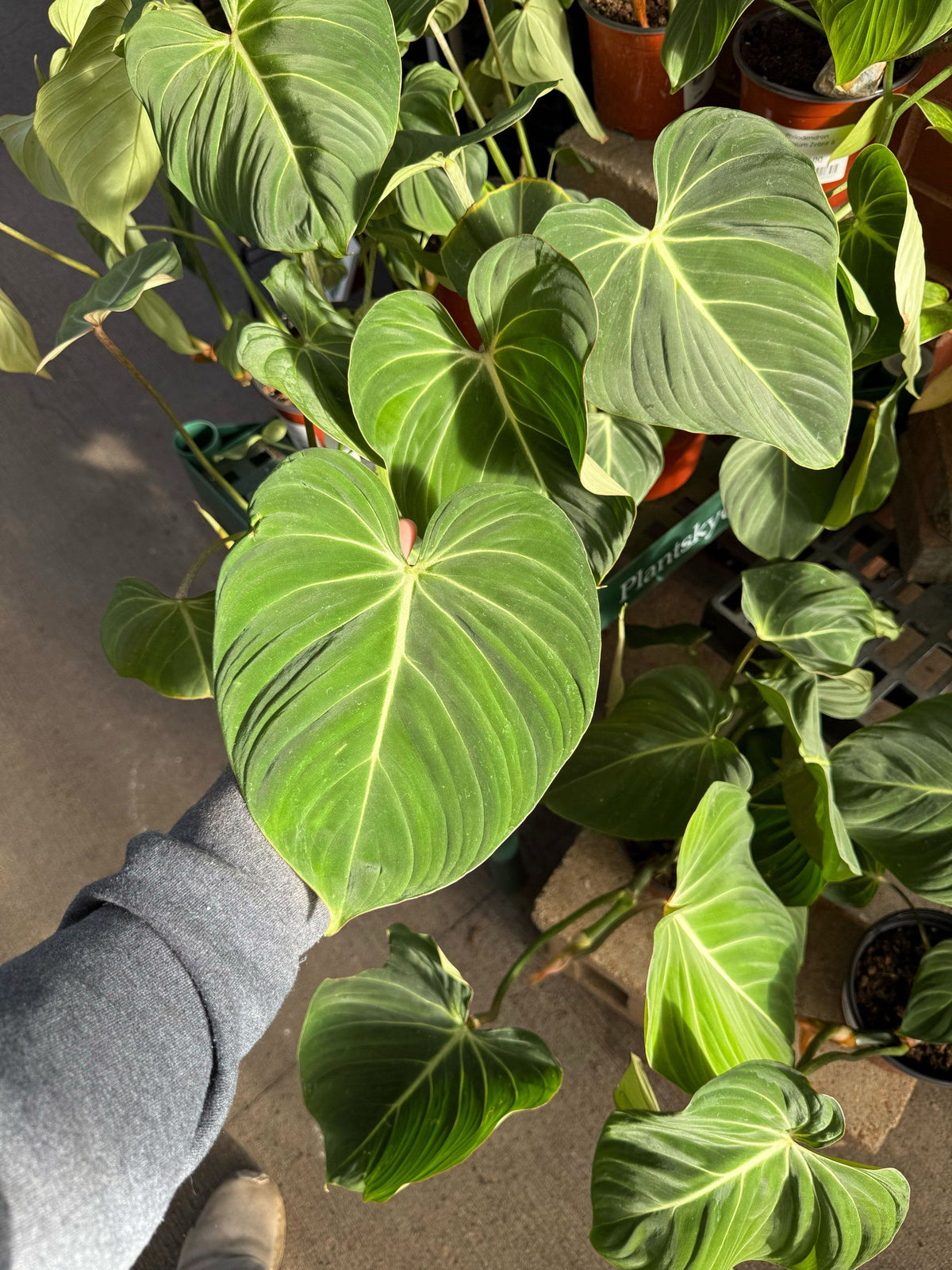 6" Philodendron Gloriosum plant photo