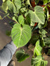 6" Philodendron Gloriosum plant photo