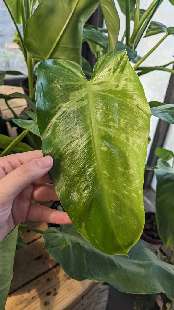 Philodendron Jose Bueno