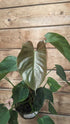 Philodendron Lynamii