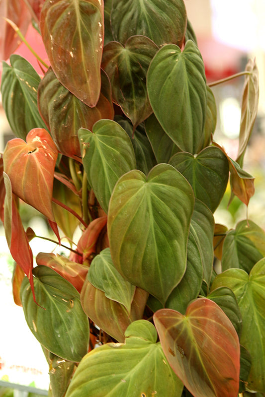 4" Philodendron Micans plant photo
