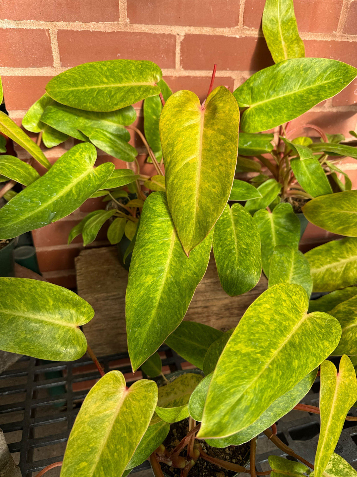 Philodendron Painted Lady