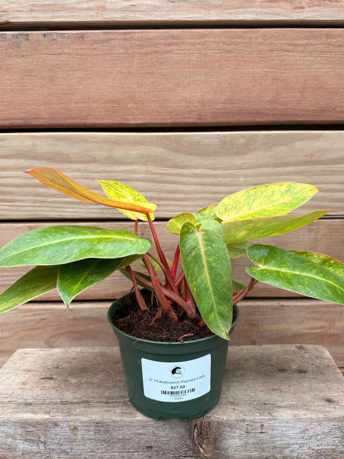 Philodendron Painted Lady