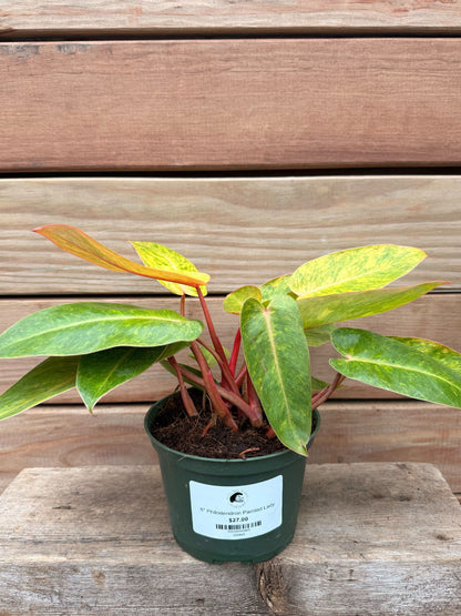 Philodendron Painted Lady