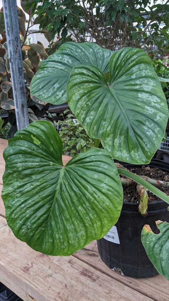 Philodendron Pastazanum