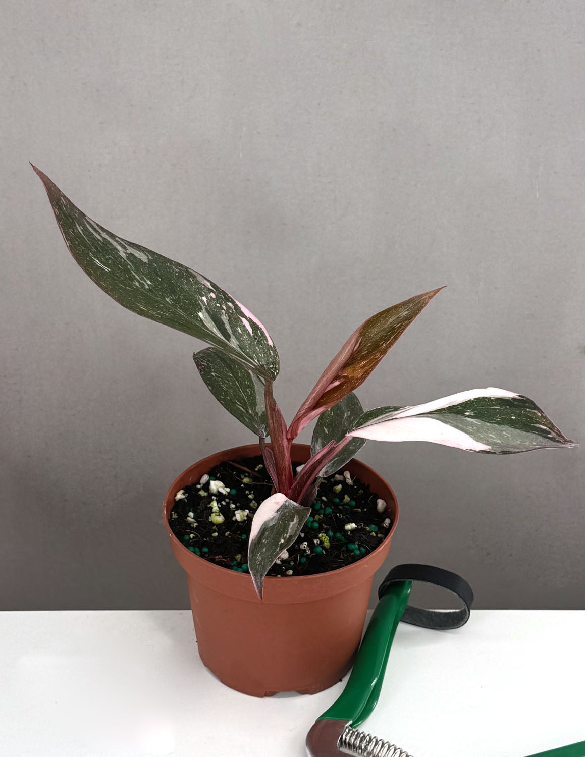 4" Philodendron Pink Princess Marble plant photo