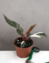 4" Philodendron Pink Princess Marble plant photo