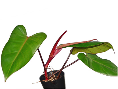 6" Philodendron Red Emerald plant photo