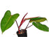 6" Philodendron Red Emerald plant photo