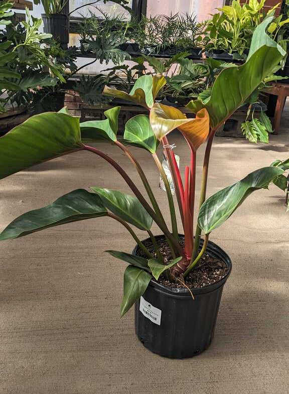 Philodendron Rojo Congo