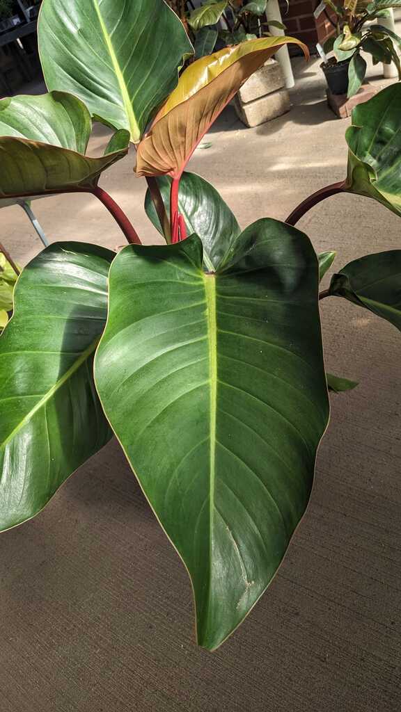 Philodendron Rojo Congo
