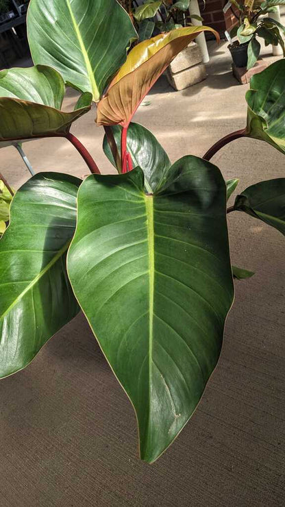 Philodendron Rojo Congo