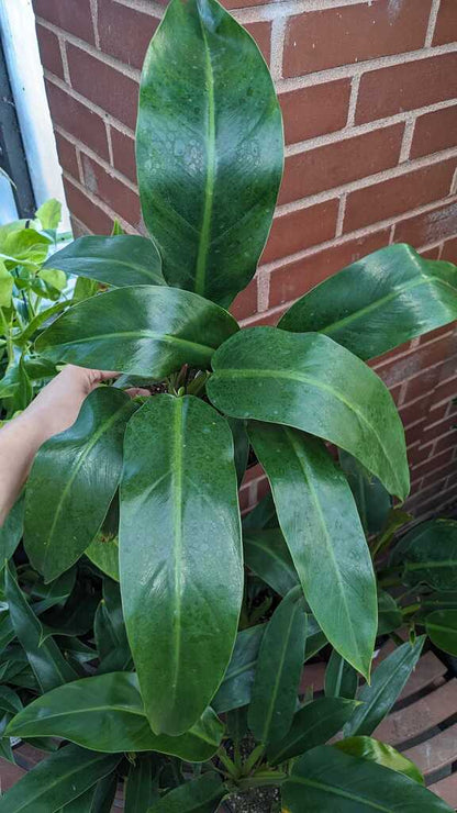 Philodendron Self-Heading