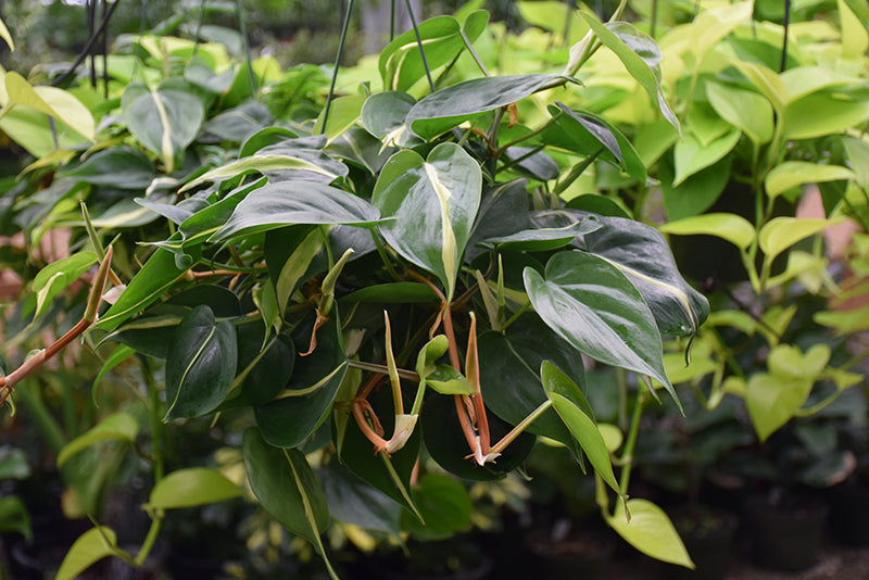 Philodendron Silver Stripe
