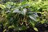 Philodendron Silver Stripe