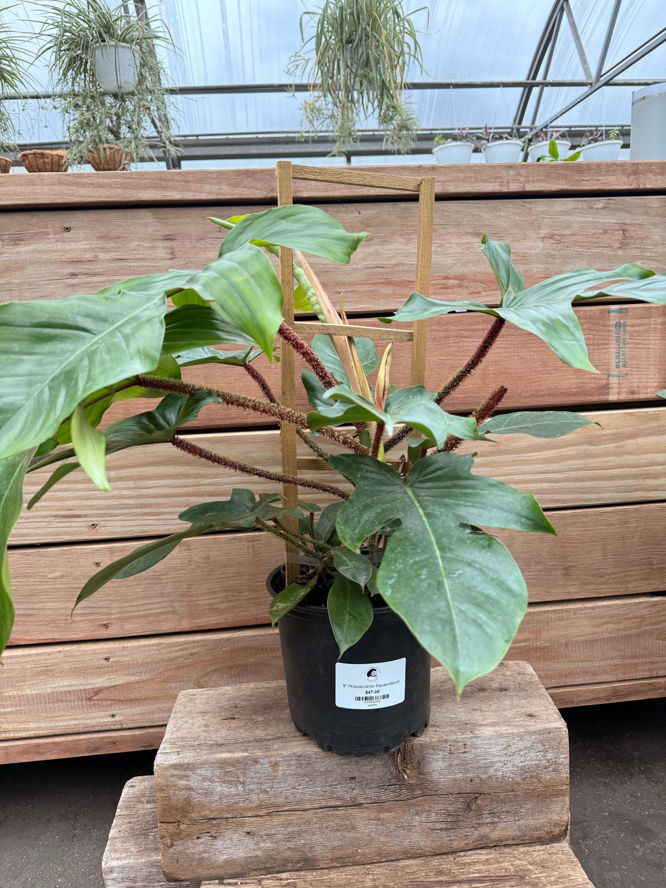 4" Philodendron Squamiferum
