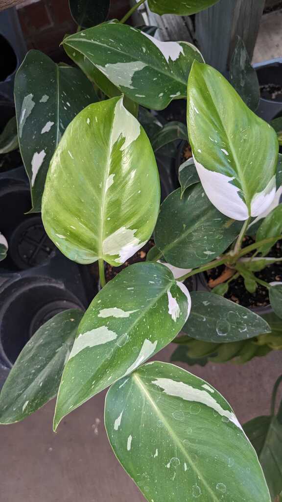 Philodendron White Princess