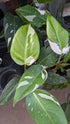 Philodendron White Princess